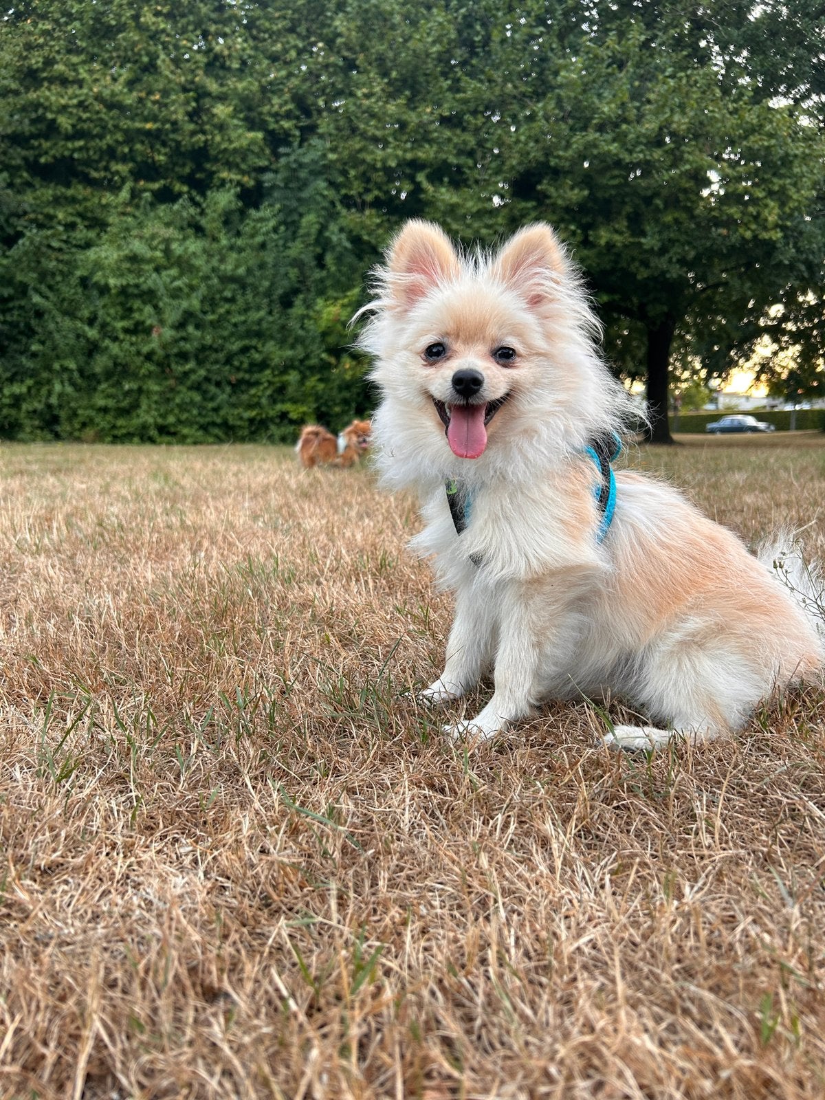 🐶Pomeranian🐶, België, Particulier, Overige rassen, 8 tot 15 weken