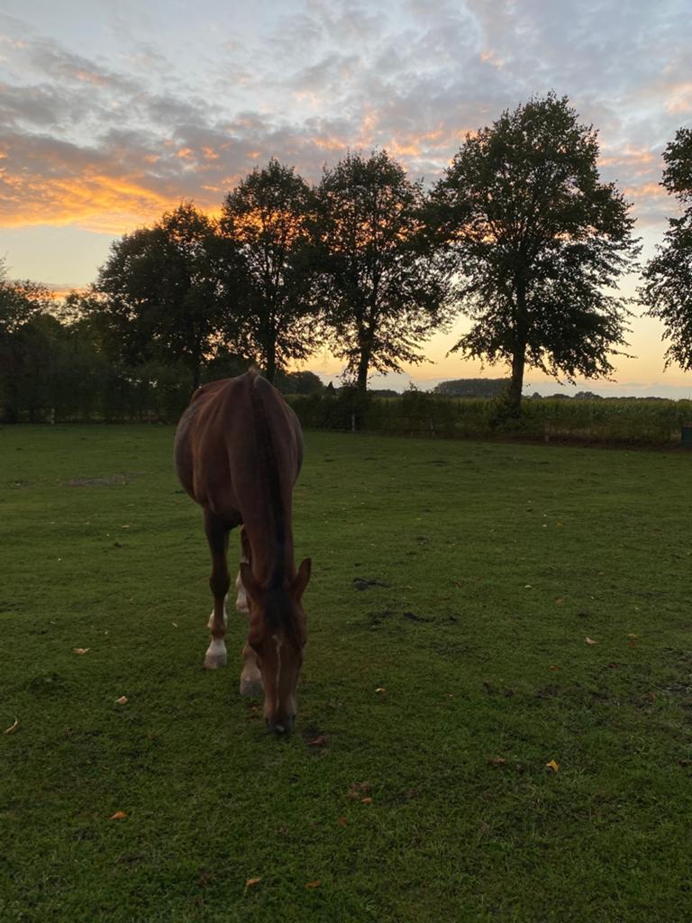 Verzorgpaard/pony gezocht!!, Dieren en Toebehoren, Ophalen, Zo goed als nieuw