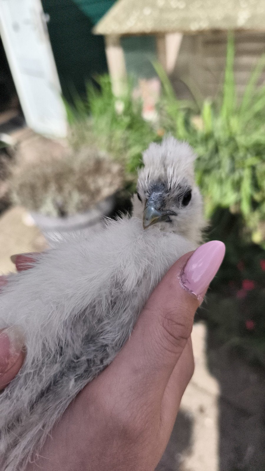 mooie usa zijdehoenders, 2 haantjes, Dieren en Toebehoren, Mannelijk, Kip