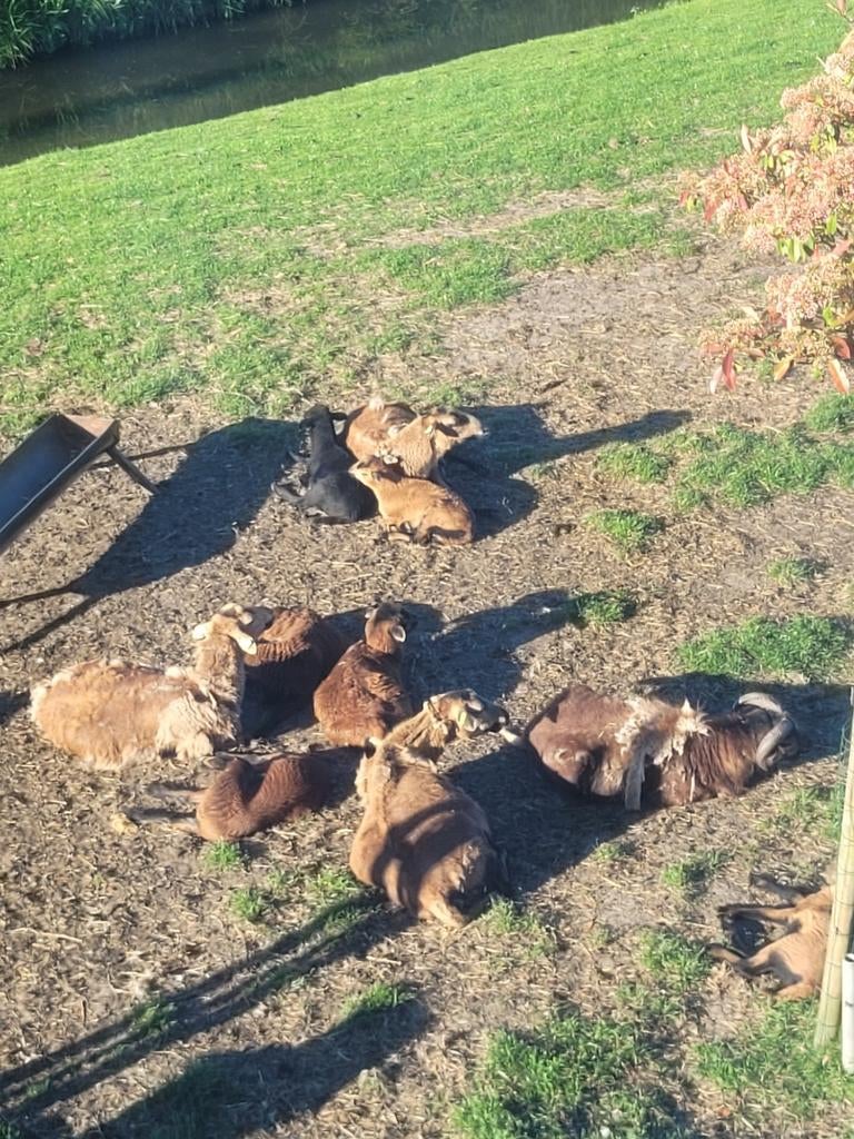 Prachtig koppeltje barbados Black belly schape met lammeren, Dieren en Toebehoren, Meerdere dieren, Schaap
