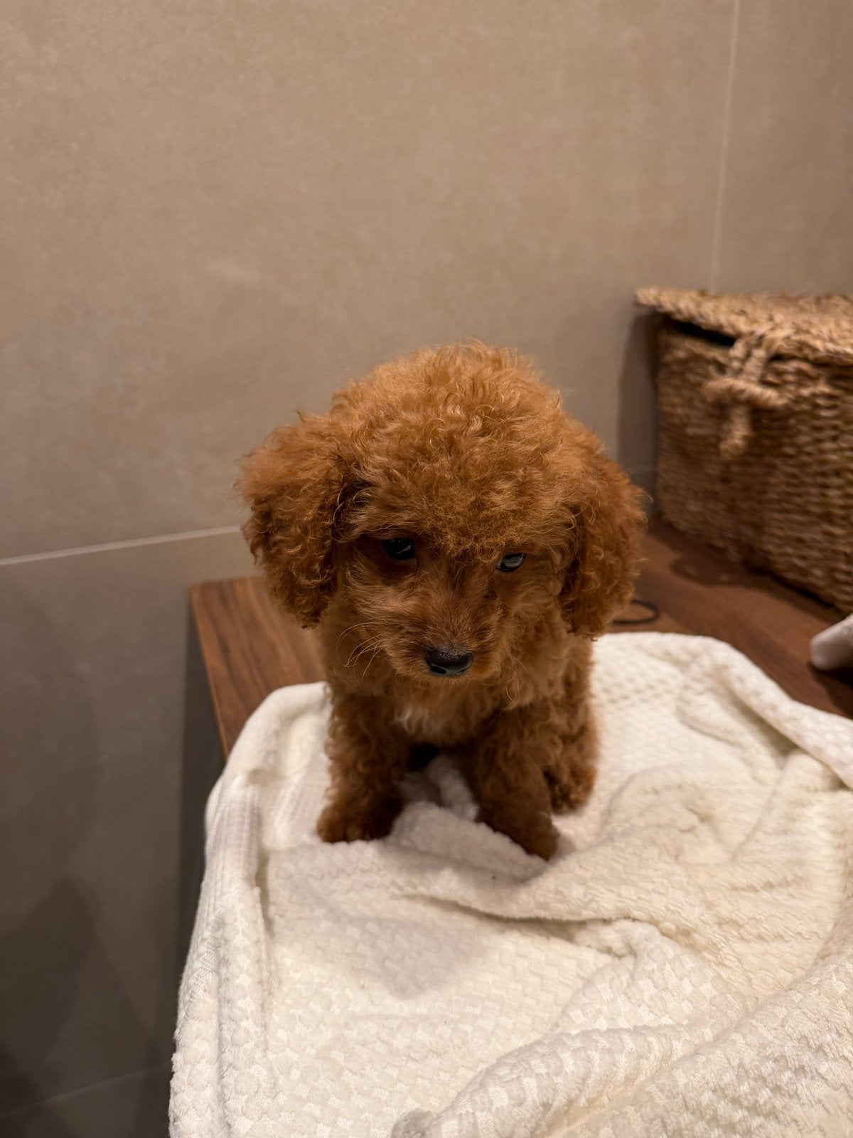 Toypoedel Teacup, Dieren en Toebehoren, HCC (leverziekte), Reu, 8 tot 15 weken, Eén hond