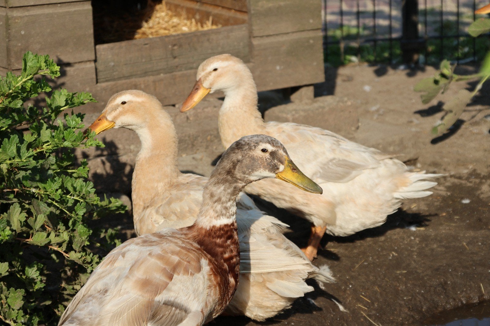 Saksische loopeenden, Meerdere dieren, Eend