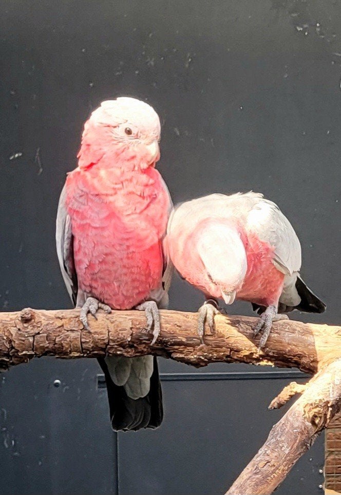 Rosé kaketoes 2026, Dieren en Toebehoren, Meerdere dieren, Papegaai, Geringd