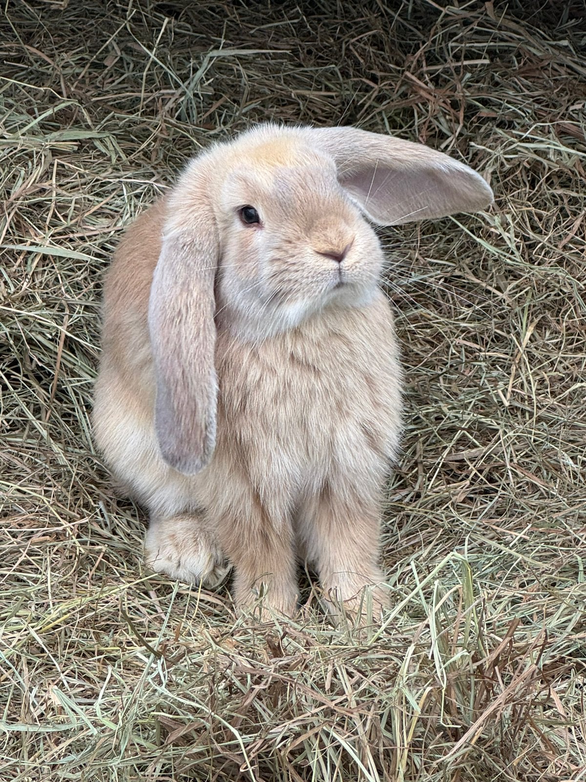 Franse hangoren, Dieren en Toebehoren, Konijnen, Meerdere dieren, Groot, Hangoor, 0 tot 2 jaar