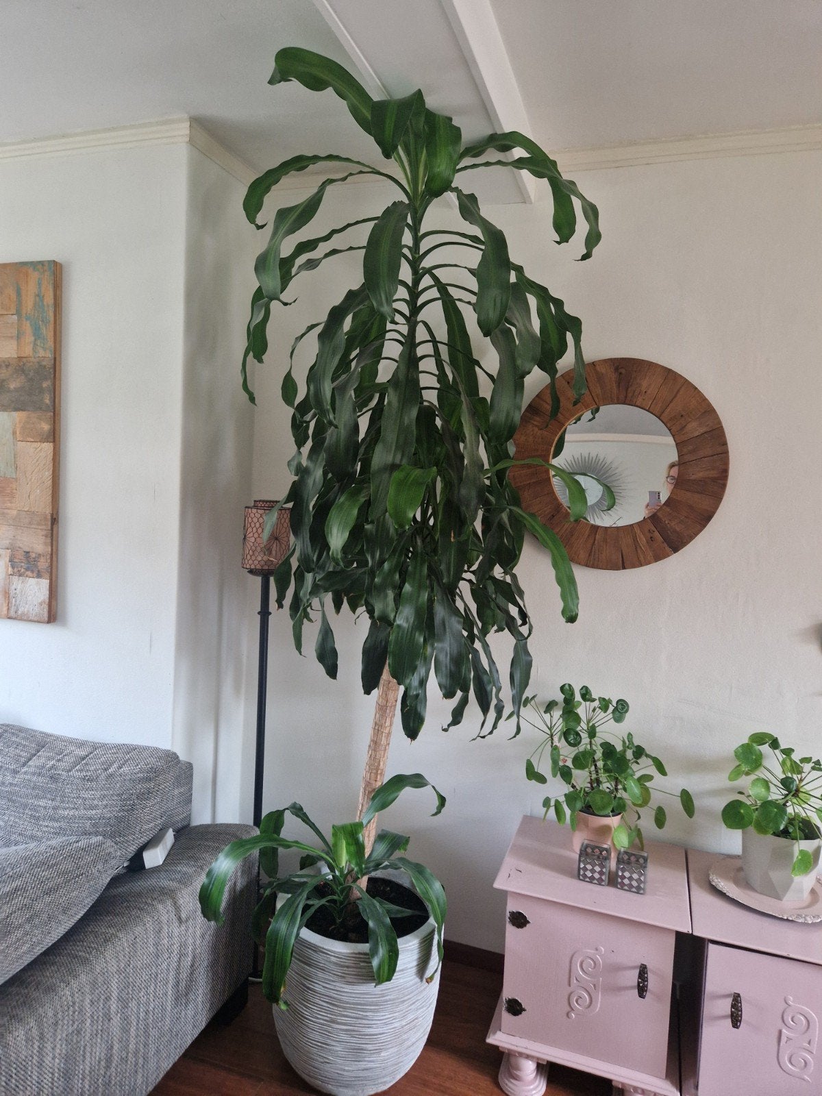 Grote Dracaena plant in pot, Ophalen, 200 cm of meer, Overige soorten, Halfschaduw