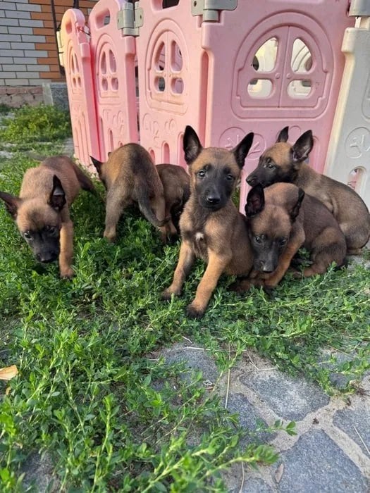 Prachtige Mechelse Herder puppy's, Dieren en Toebehoren, 8 tot 15 weken, Meerdere, Meerdere dieren, CDV (hondenziekte)