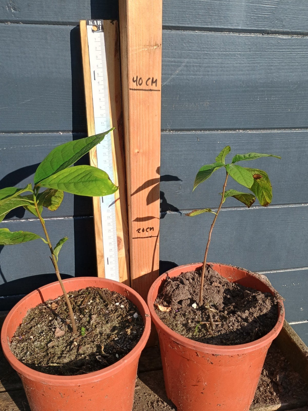 Pawpaw 'Sunflower' zaailingen - winterharde fruitboom, Ophalen, Minder dan 100 cm, Lente, Overige soorten