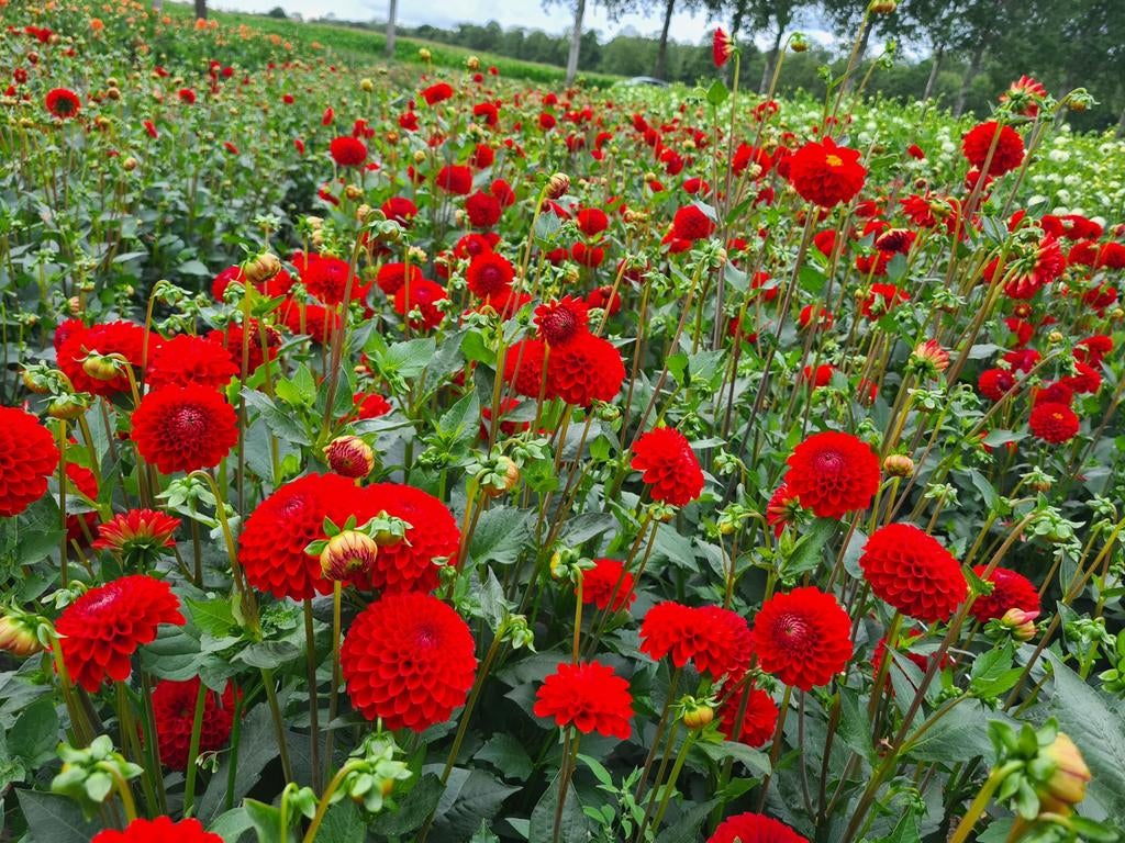 Laatste Dahlia knollen, Ophalen of Verzenden, Zomer, Overige soorten, Volle zon