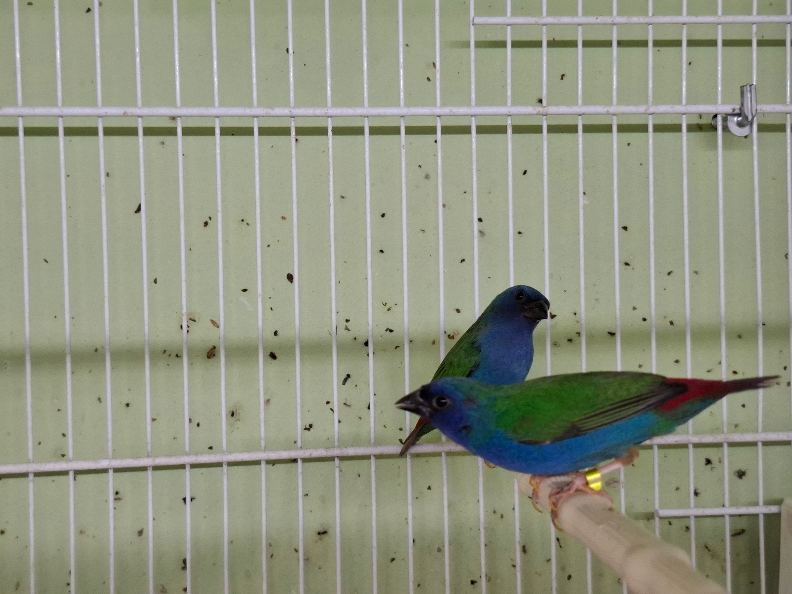 Koppel forbes papegaaiamadines, Dieren en Toebehoren, Vogels | Overige Vogels, Meerdere dieren, Geringd