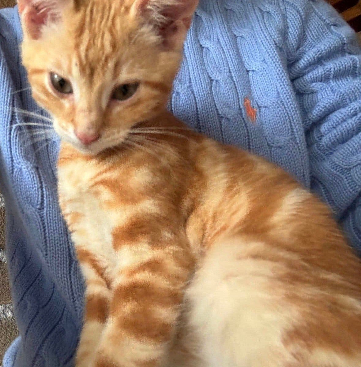 Lieve Toyger kruising kittens, Meerdere dieren, Kortharig, 0 tot 2 jaar