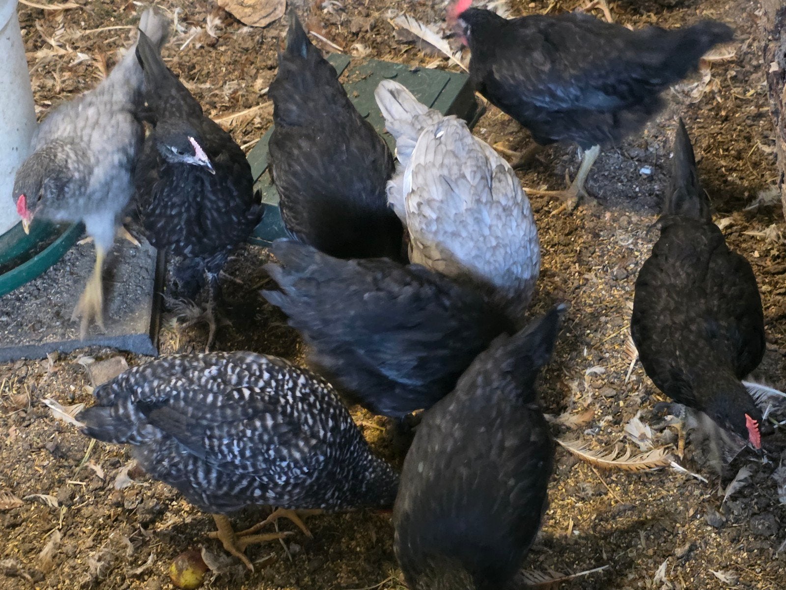 Jonge hennen & hanen te koop/Barnevelder kriel&kleurleggers, Dieren en Toebehoren, Pluimvee, Meerdere dieren, Kip