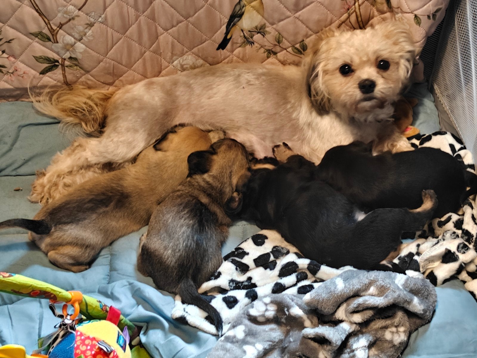 Te reserveren nog 2 puppy's meisjes/ teefjes Boomer x AHT, Dieren en Toebehoren, Honden | Chihuahua's en Gezelschapshonden, Overige rassen