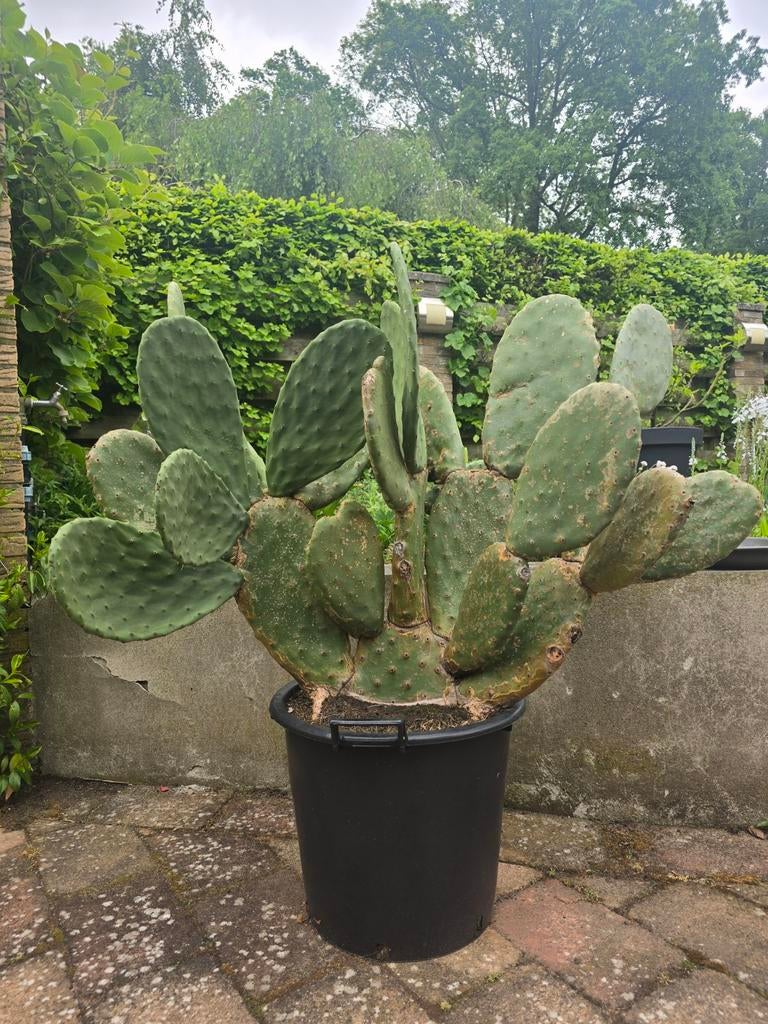 Opuntia Vulgaris Cactus - Vijgcactus, Volle zon, Vaste plant, Zomer, Ophalen