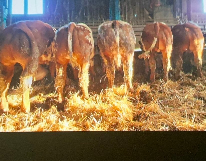 2 guste blauwe koeienLuxe dikbil stier,geboren:17–6-25., Mannelijk