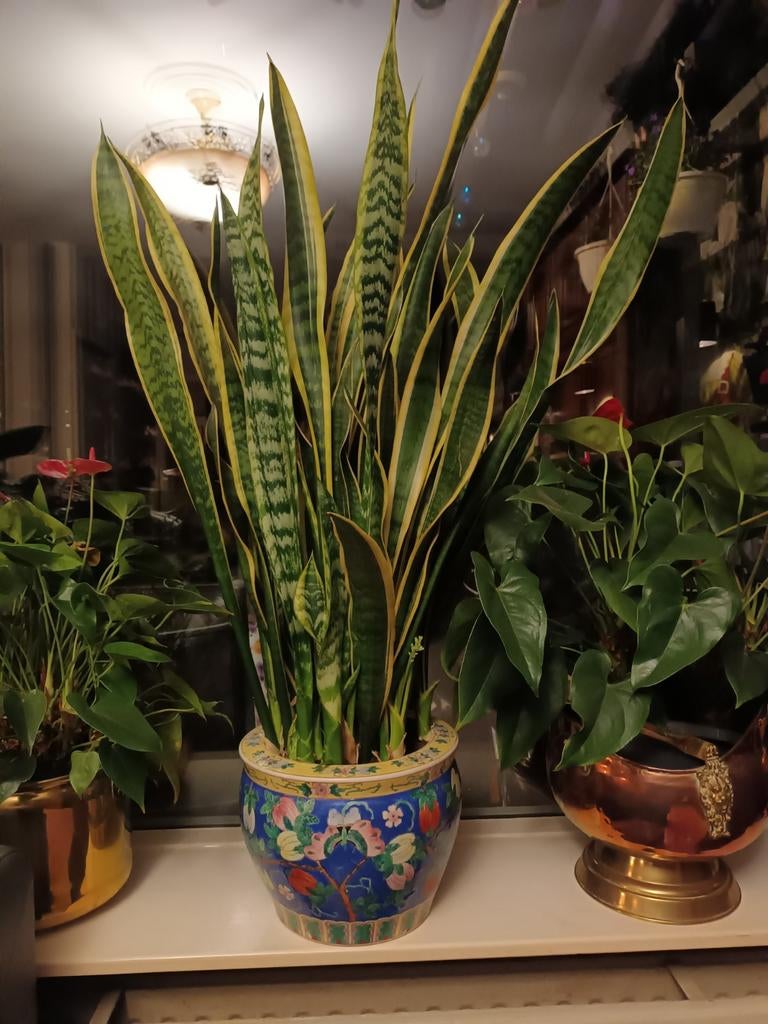 XL Sansevieria in unieke stenen pot met fruit & bloemen, Overige soorten, Vaste plant, Ophalen of Verzenden, Bloeit niet
