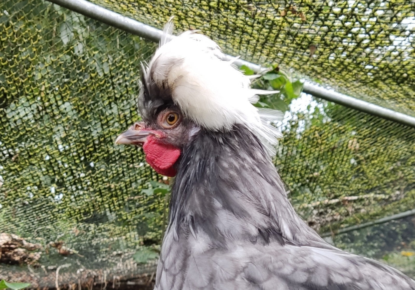 Hollandse kuifhoen blauw haan, Dieren en Toebehoren, Mannelijk, Kip