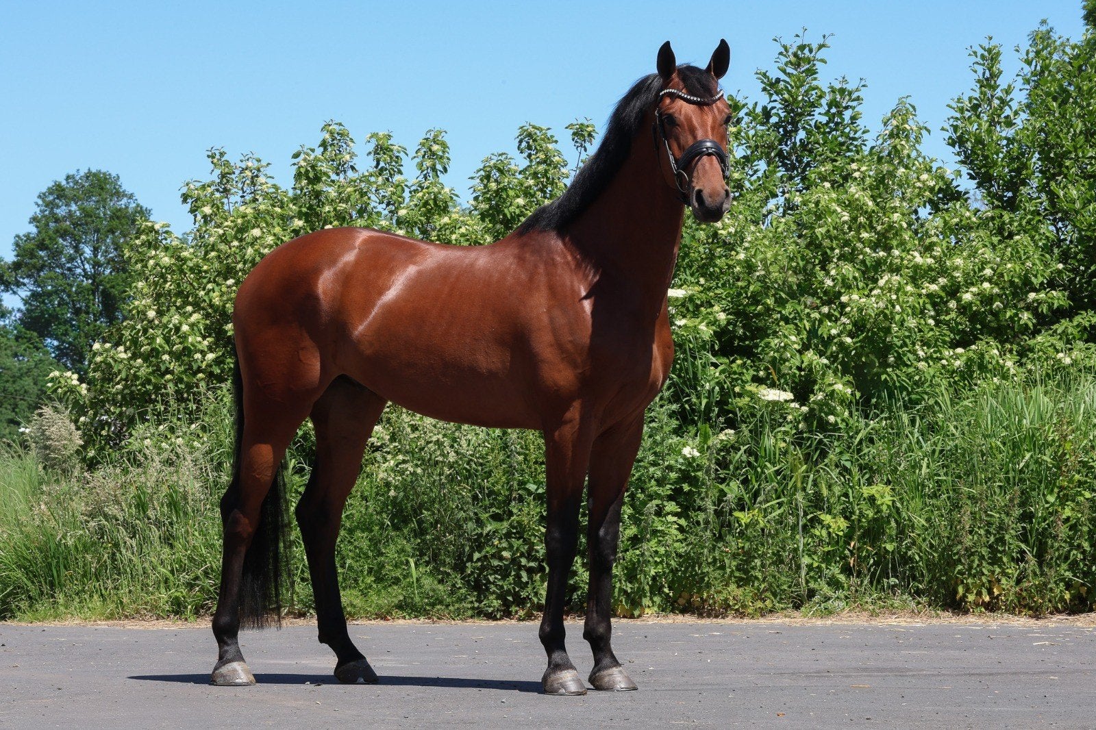 Prachtige dressuurruin te koop!, Met stamboom, Ruin, Dressuurpaard, 3 tot 6 jaar