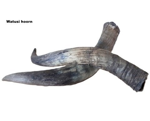 Watusi Hoorn decoratie Nieuw, Ophalen of Verzenden, Nieuw