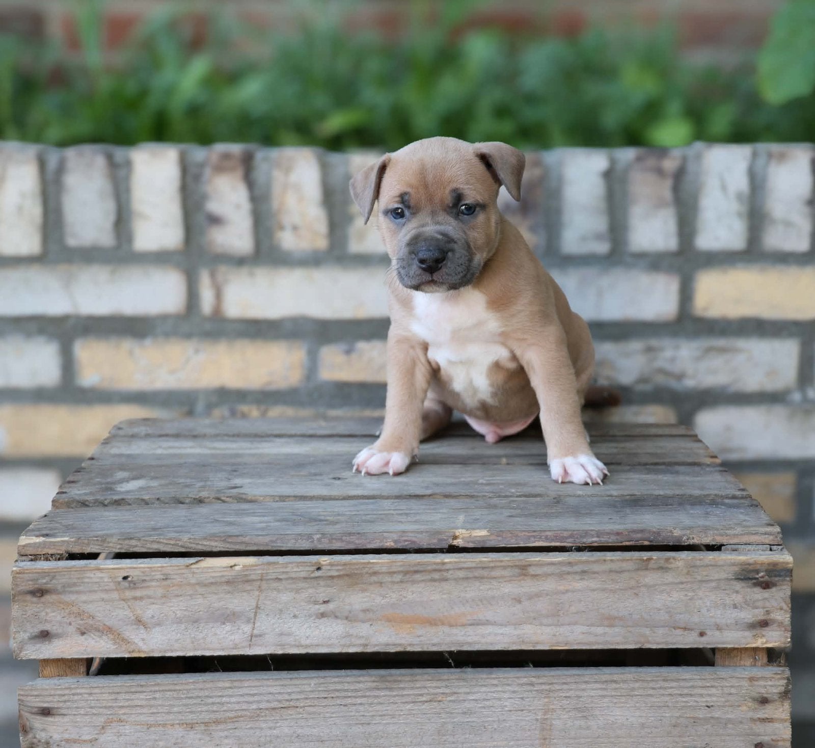 5 amerikaanse staffords reutjes, Dieren en Toebehoren, Honden | Bulldogs, Pinschers en Molossers, Parvo, 8 tot 15 weken, Meerdere