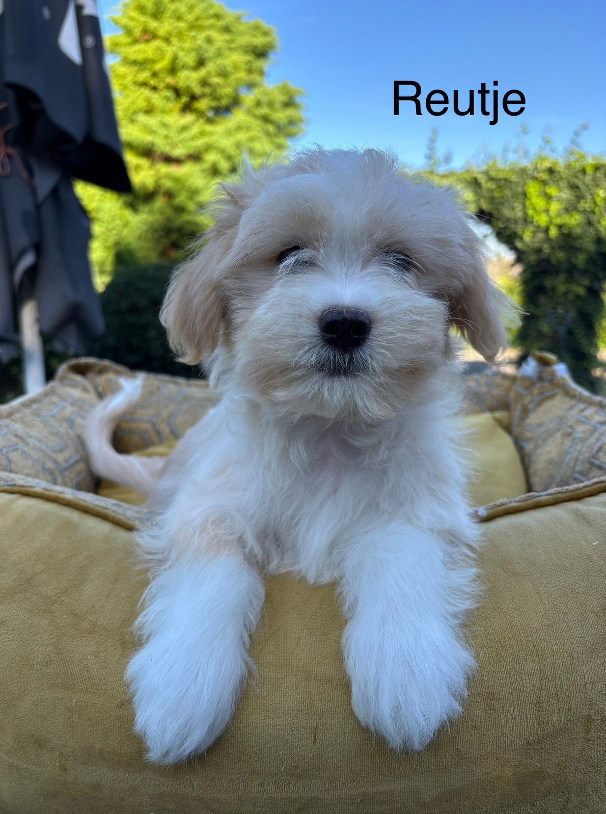 Boomer x Labradoodle mini pups, Nederland, Overige rassen, 8 tot 15 weken, Meerdere