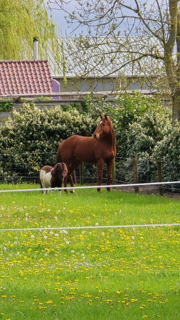 Stalling + weidegang gezocht, Weidegang, 2 of 3 paarden of pony's