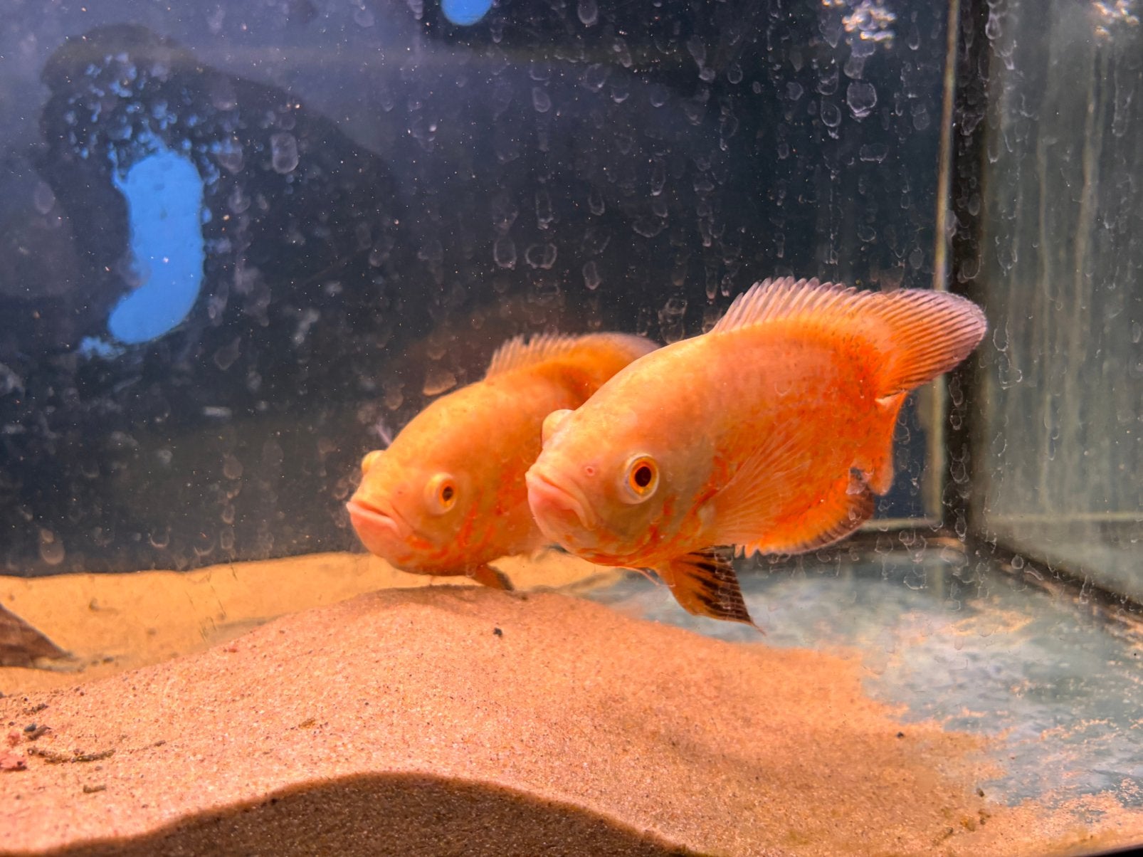 Pauwoogcichlide Albino, Dieren en Toebehoren, Vis