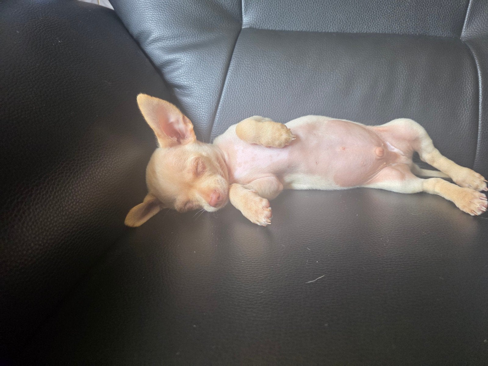 Prachtige chihuahua puppy's, 8 tot 15 weken, Parvo, Meerdere, Meerdere dieren