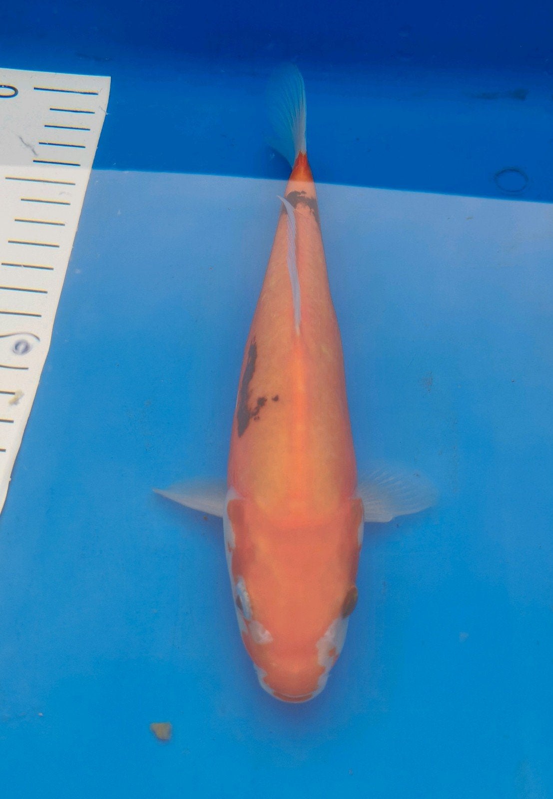 Beni Kumonryu, Karper of Koi