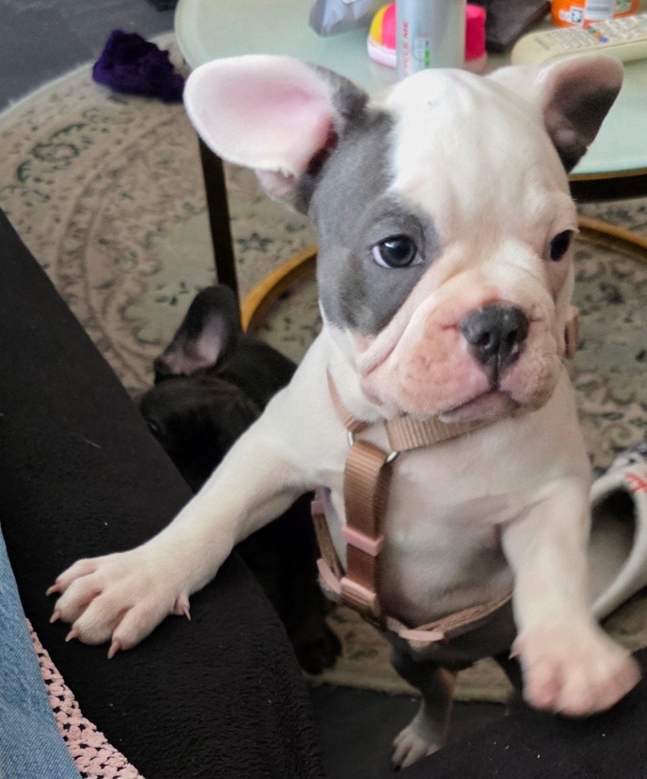 Franse Bulldog puppies te koop/mogen het nest verlaten, 8 tot 15 weken, Teef, Bulldog, Meerdere