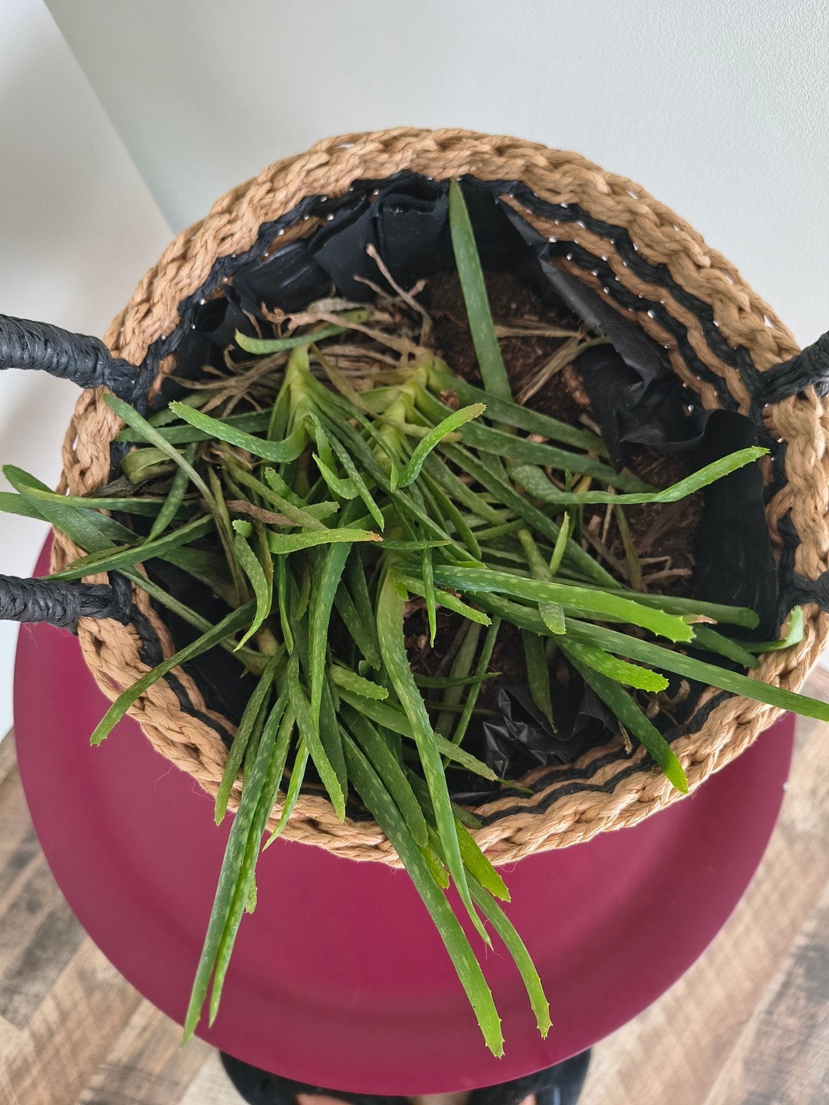 aloe vera, Ophalen of Verzenden, Halfschaduw, Minder dan 100 cm