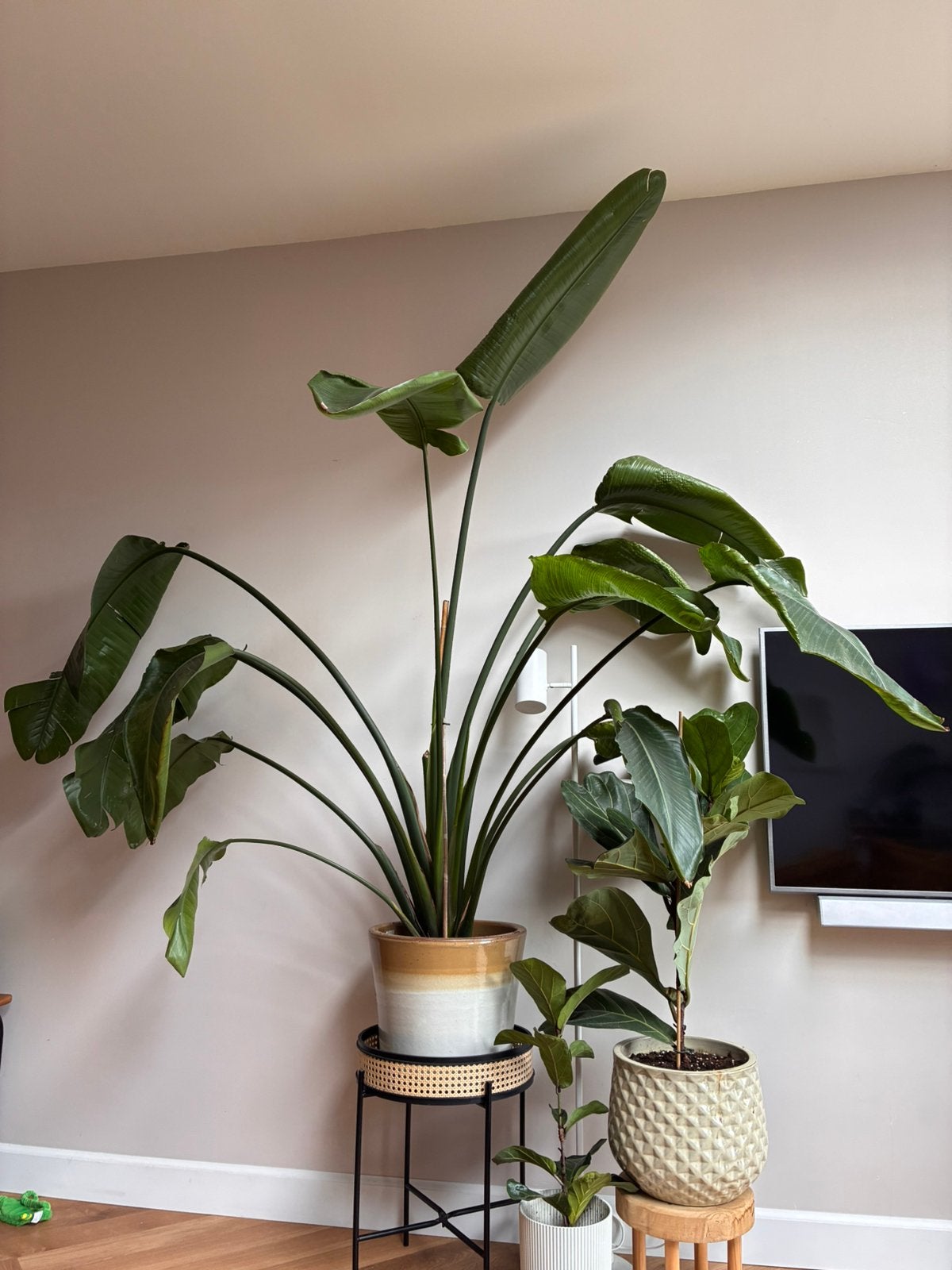 Strelitzia Nicolai ontgroeit de kamer, Huis en Inrichting, Ophalen, Halfschaduw
