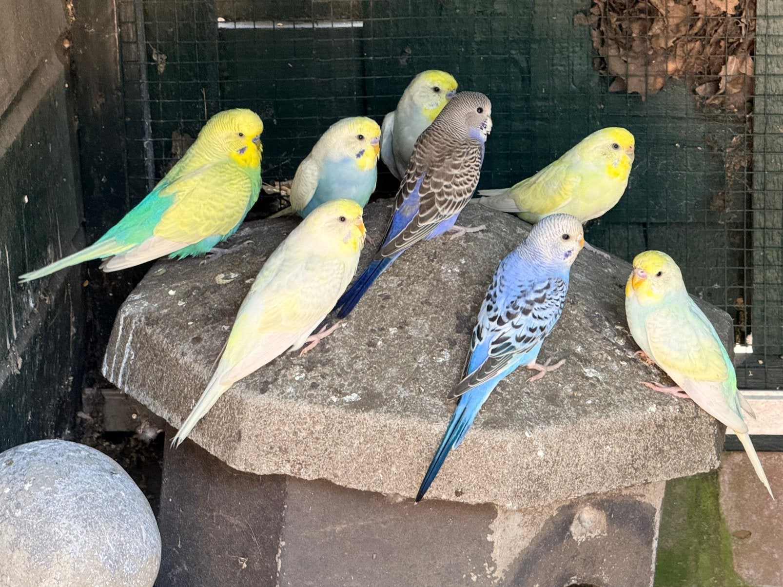 Mooie gekleurder/regenboog grasparkietjes, Dieren en Toebehoren, Vogels | Parkieten en Papegaaien, Meerdere dieren, Parkiet