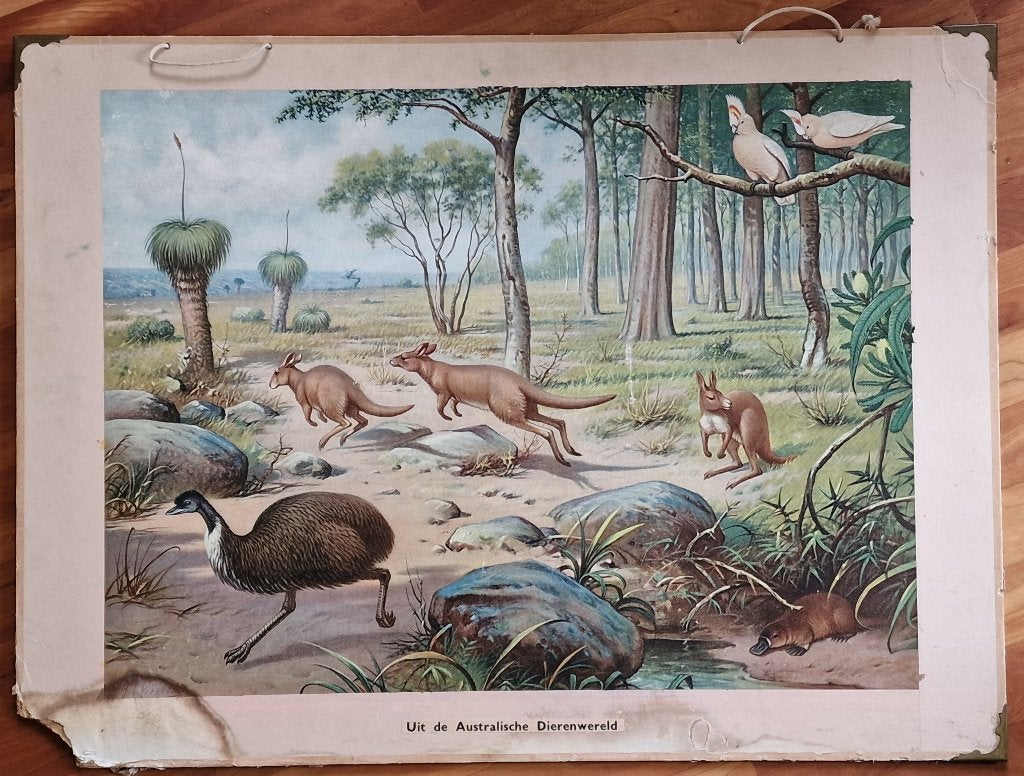 Uit Australische dierenwereld/ M.A. Koekkoek, Ophalen, Geschiedenis