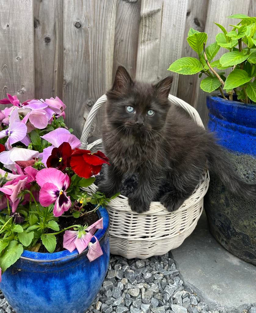 Ragdoll kitten Black Solid met stamboom, Dieren en Toebehoren, Katten en Kittens | Raskatten | Langhaar, Kater, Met stamboom, 0 tot 2 jaar