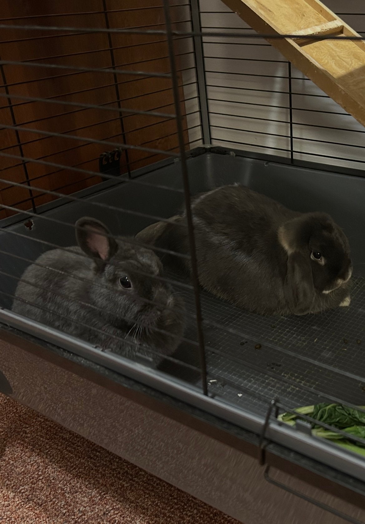 Koppeltje dwergkonijnen, dubbele kooi en toebehoren, Dieren en Toebehoren, Konijnen, Meerdere dieren, Dwerg, 3 tot 5 jaar