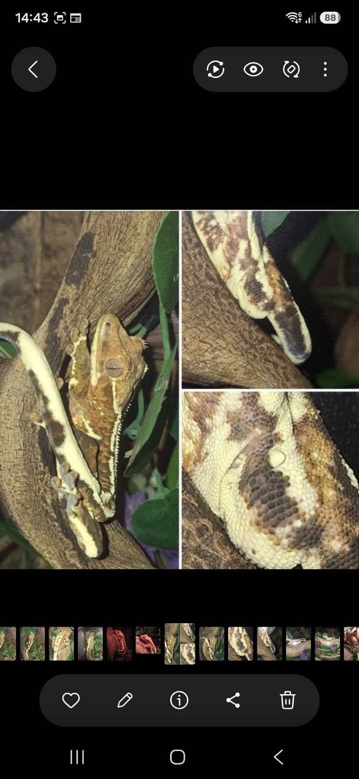 tricolor Lilly white crested gecko Crested Gecko photo 4