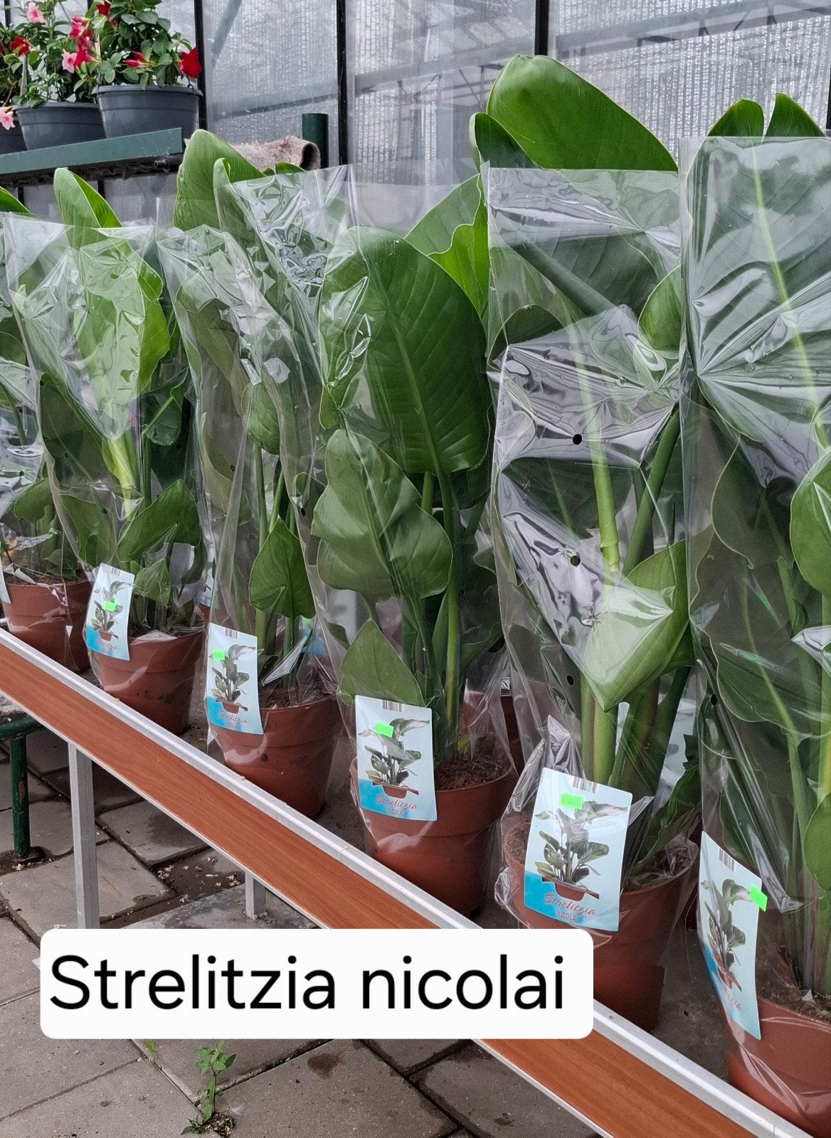 Strelitzia Nicolai kamerplant., Ophalen, Halfschaduw, Minder dan 100 cm