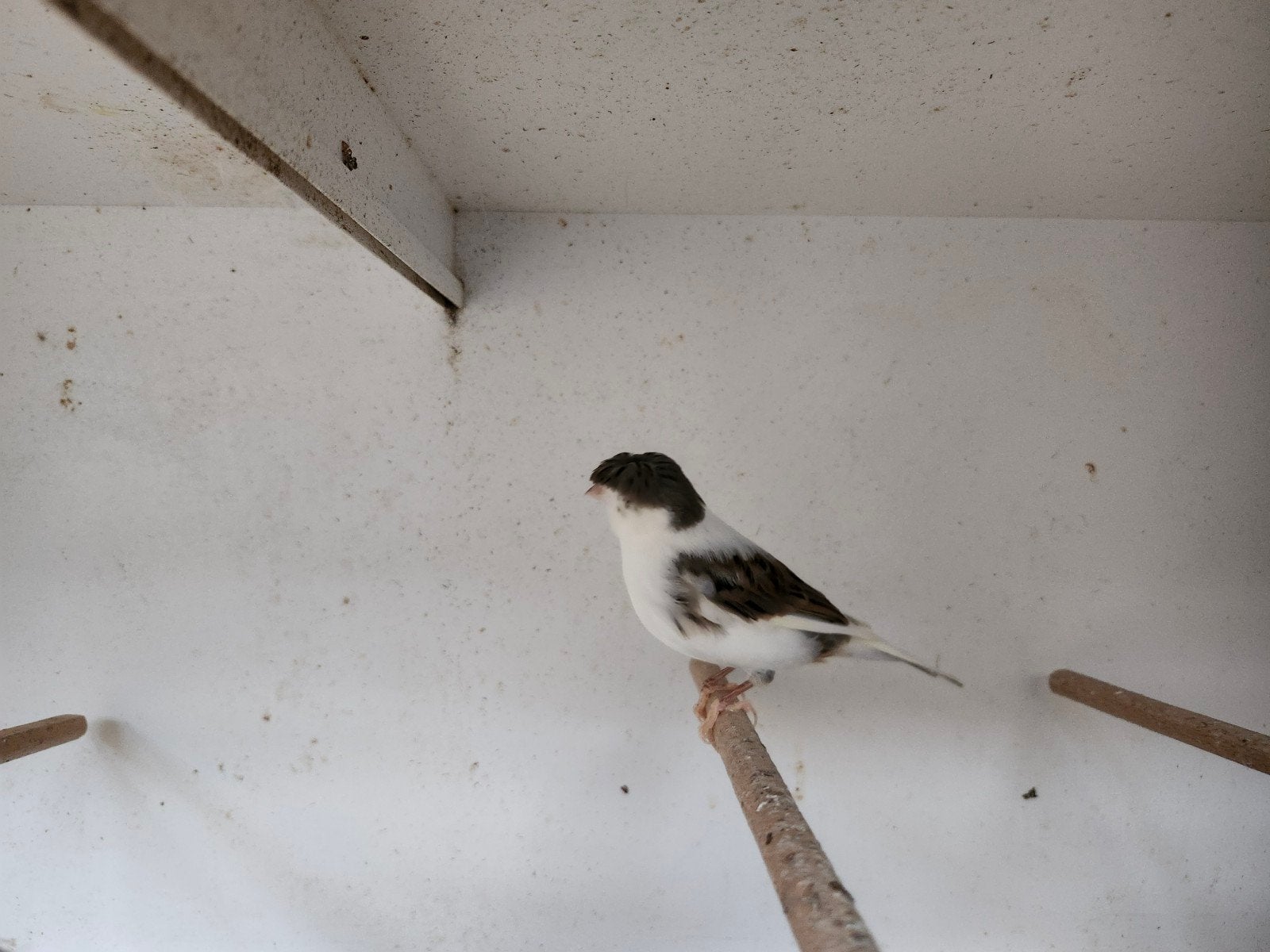 Glosters man, Mannelijk, Tropenvogel, Geringd