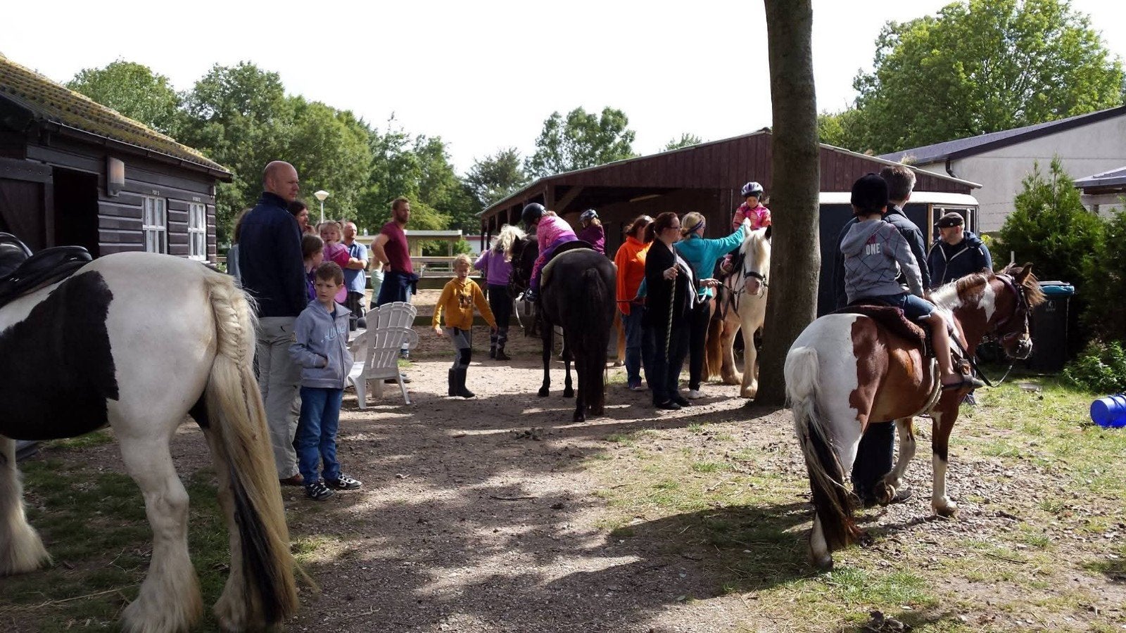 Gezocht oudere b c pony rondom 20 jaar, Dieren en Toebehoren, Pony's, Zadelmak, C pony (1.27m tot 1.37m), Gechipt, Recreatiepony