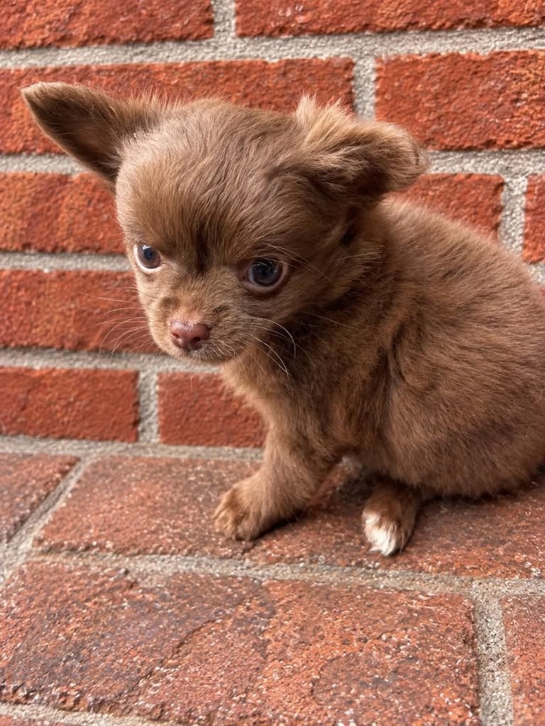chihuahua pups langharig choco  zeer mooi en raszuiver, Dieren en Toebehoren, Nederland, CDV (hondenziekte), 8 tot 15 weken, Meerdere