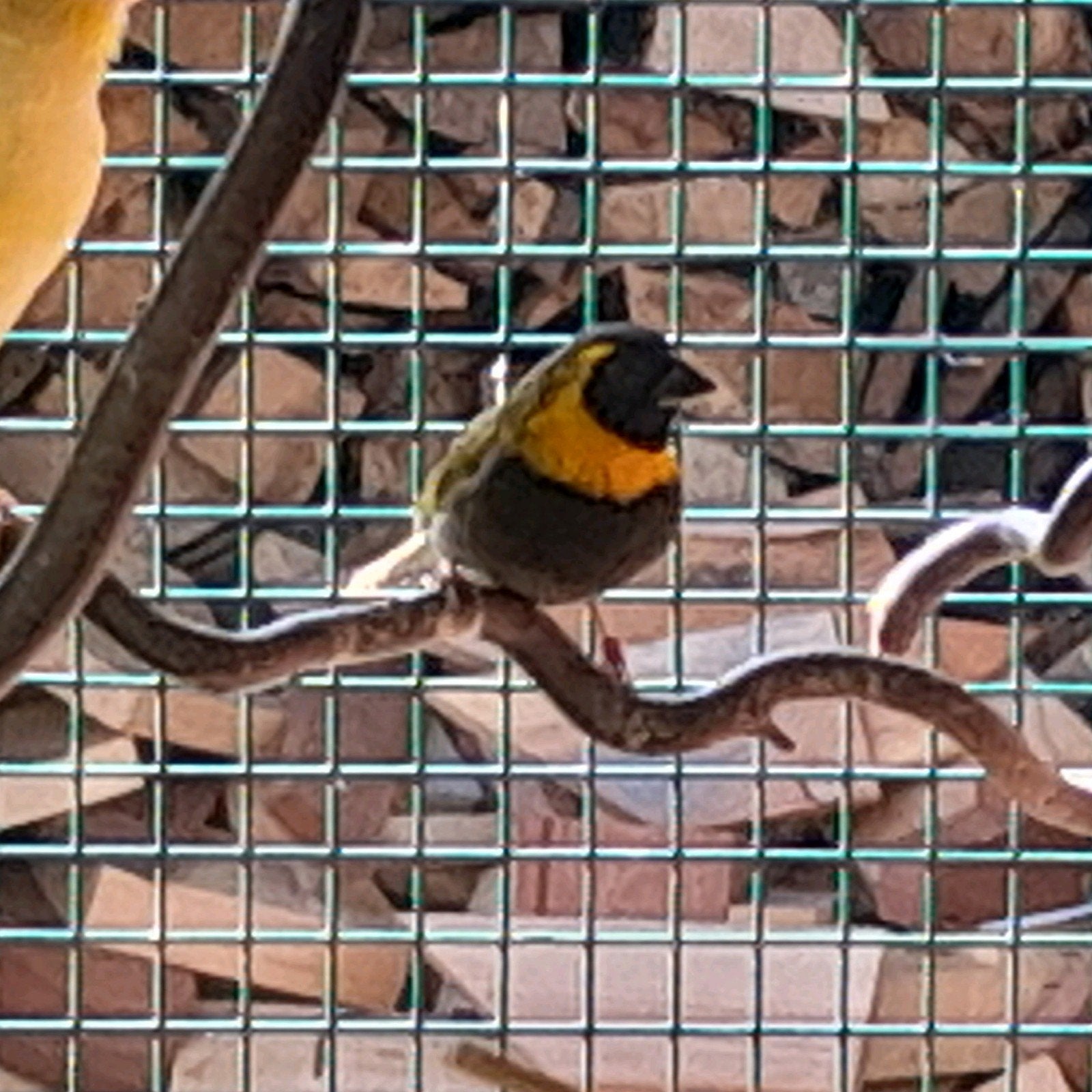 cubavink man  2024., Dieren en Toebehoren, Vogels | Overige Vogels, Mannelijk