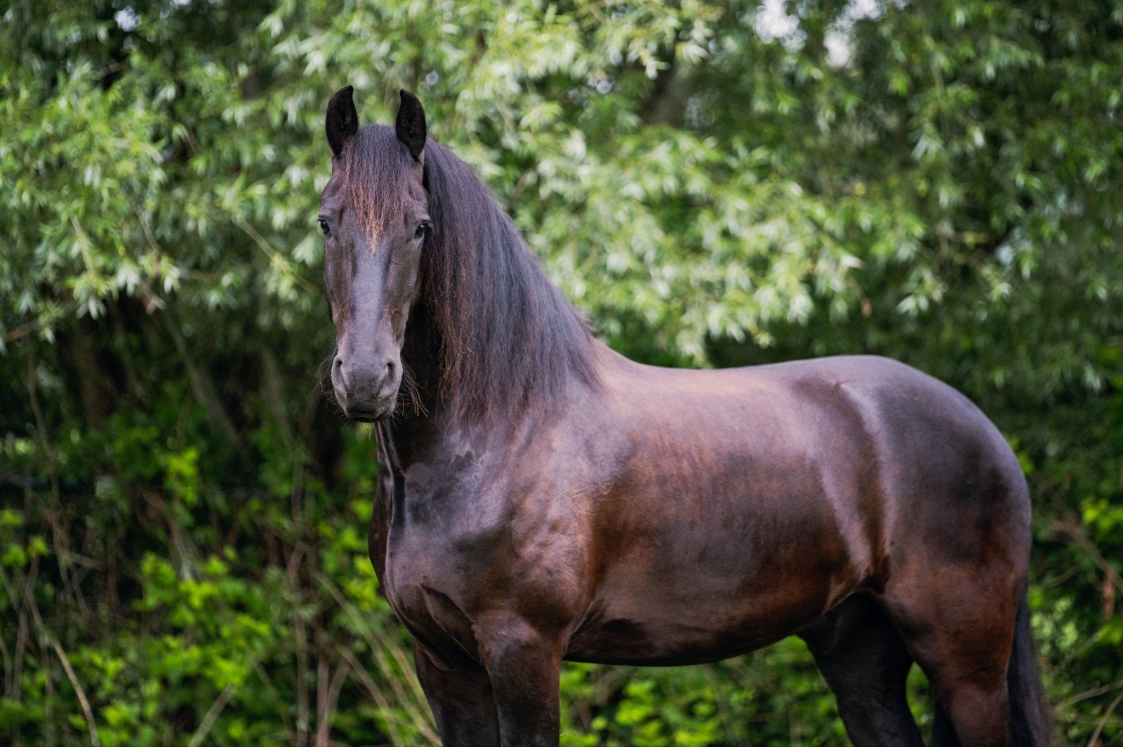 Hendrik. Een paard met een hart van goud., Met stamboom, Ruin, Dressuurpaard, L