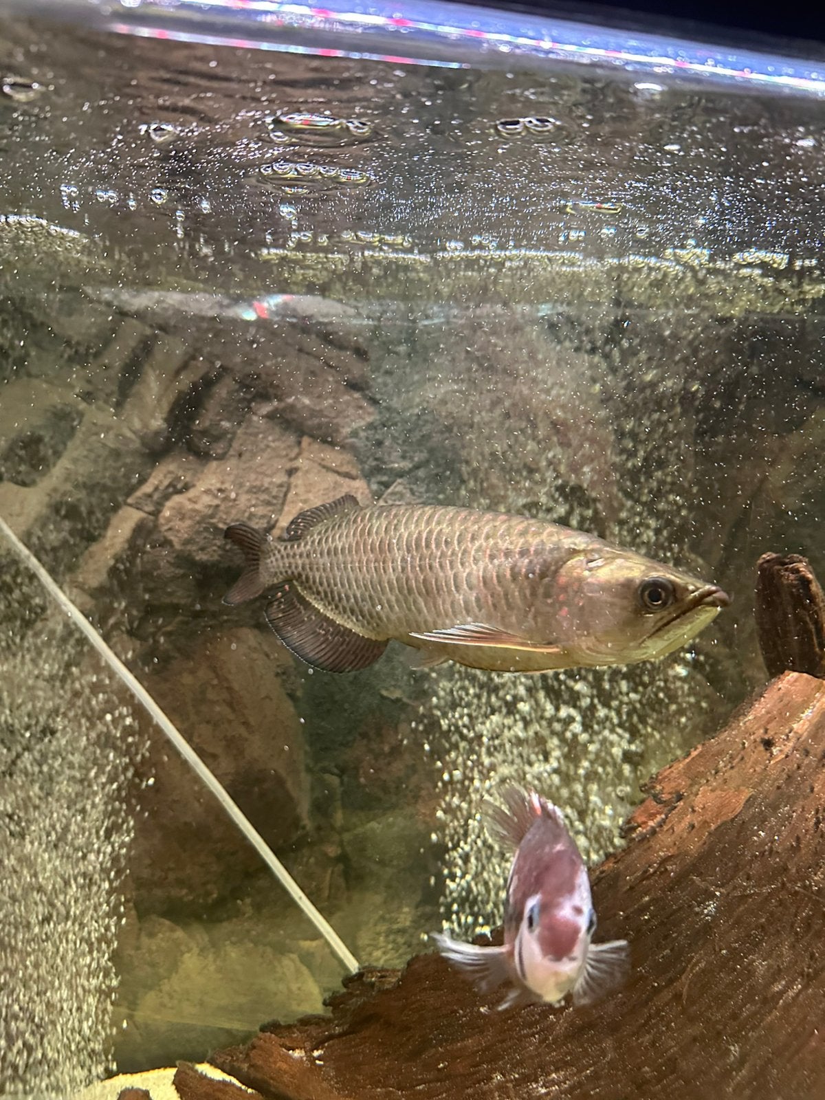 Jardini arowana, Dieren en Toebehoren, Kreeft, Krab of Garnaal