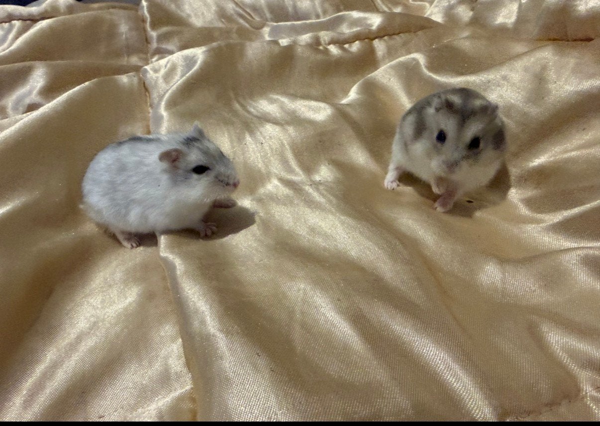 Huisje gezocht, Dieren en Toebehoren, Hamster, Mei, Meerdere dieren, Tam