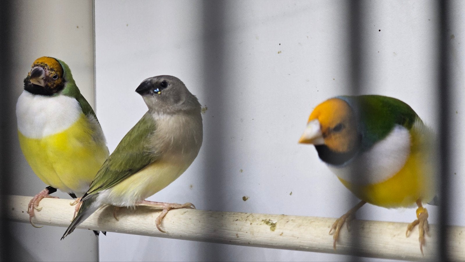 1-1 gould amadine, Dieren en Toebehoren, Vogels | Overige Vogels, Meerdere dieren