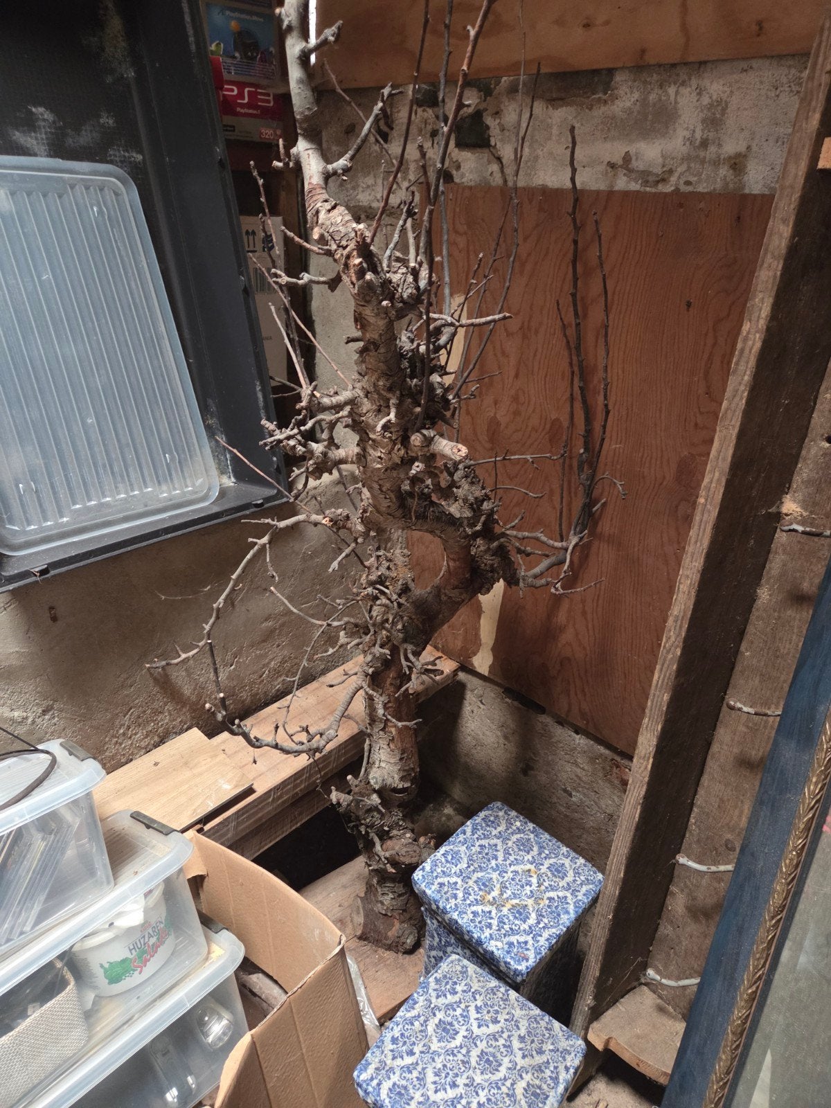 perenboom stam/ bloesemboom in wording, Huis en Inrichting, Ophalen