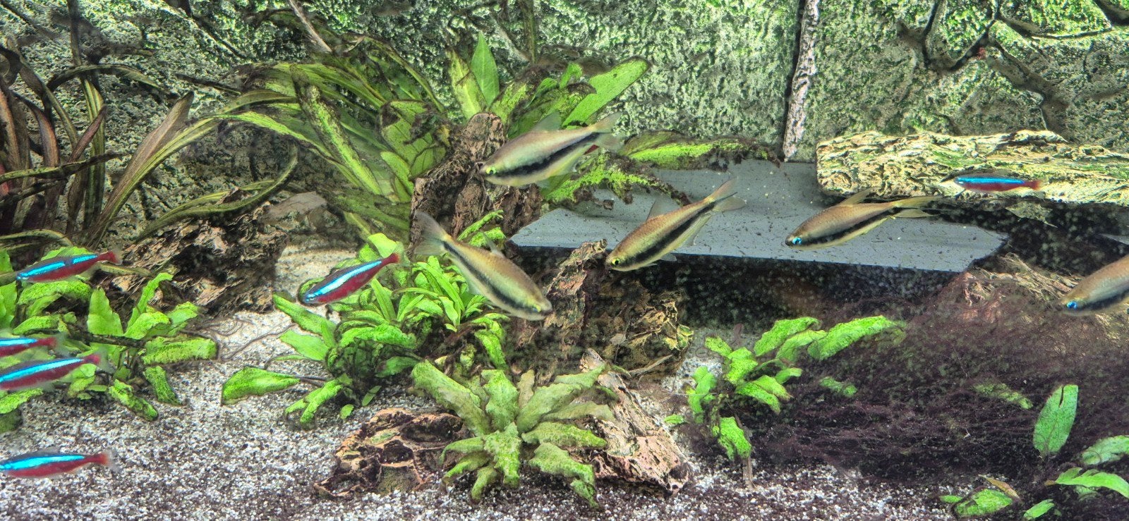 Keizertetra aangeboden, Dieren en Toebehoren, Vissen | Aquariumvissen, Vis, Zoetwatervis, Schoolvis