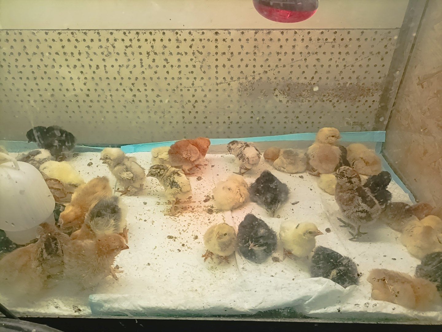 Kippen kuikens, Meerdere dieren, Kip