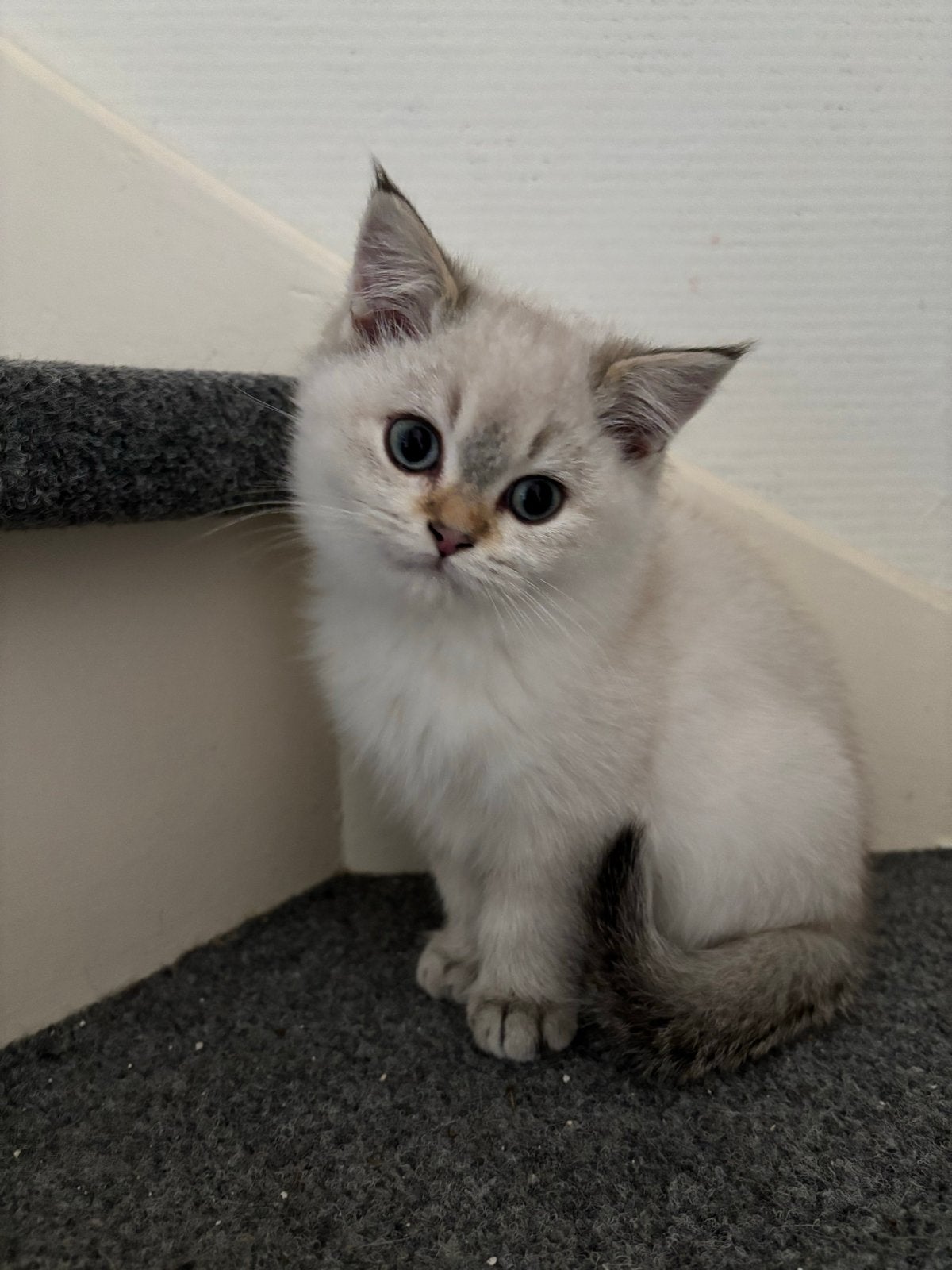 Britse korthaar katertje, mag verhuizen!, Kater, Ontwormd, 0 tot 2 jaar