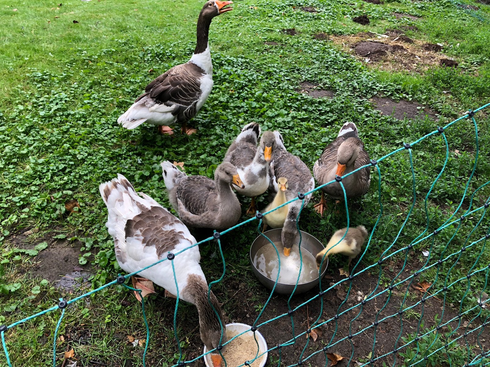 Ganzen uit natuurbroed, Dieren en Toebehoren, Pluimvee, Meerdere dieren, Gans of Zwaan